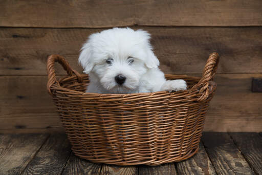 Ein hübsches junges coton de tulear in einem korb