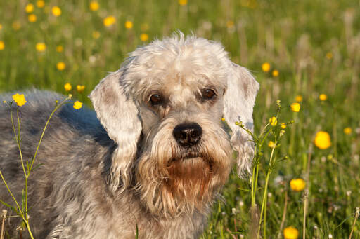 Dandy diamond terrier 2025