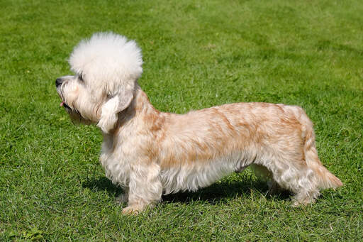 Ein wunderschöner, kleiner dandie dinmont terrier, der seinen langen körper zur schau stellt