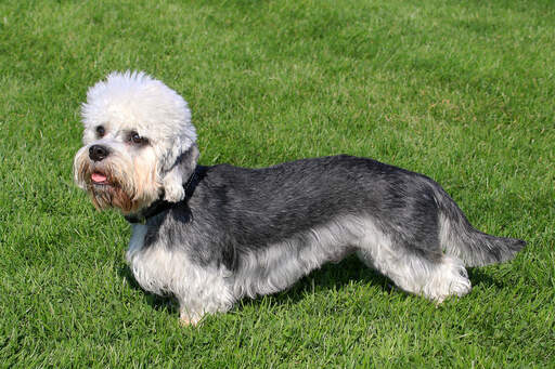 Ein gesunder, junger dandie dinmont terrier mit einem schönen langen körper