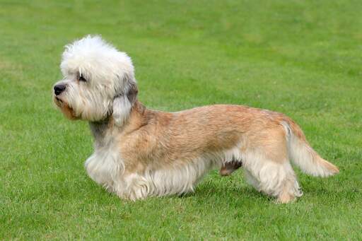 Ein gesunder männlicher dandie dinmont terrier mit einem schönen langen, weichen fell