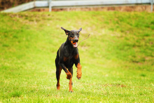 Ein dobermannpinscher, der über das gras springt