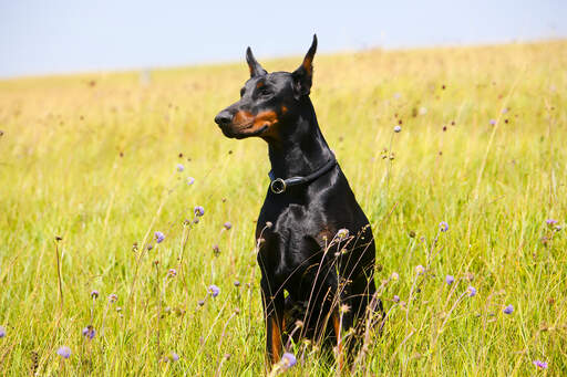 Ein dobermannpinscher, der sehr hoch sitzt und sein unglaublich dunkles fell zur schau stellt