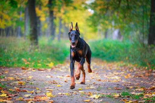 Ein gesunder, erwachsener dobermannpinscher, der seinem besitzer entgegenspringt