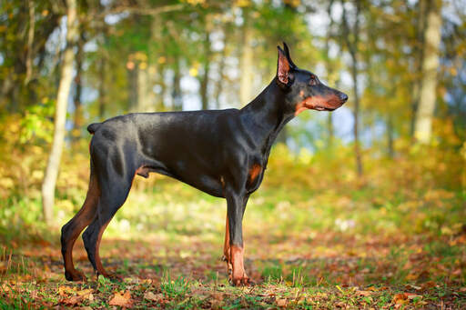 Ein dobermannpinscherrüde, der seinen stummelschwanz und seinen muskulösen körper zur schau stellt