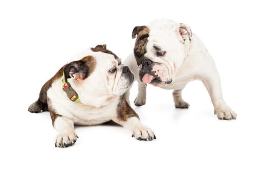 Zwei erwachsene englische bulldoggen genießen die gesellschaft des anderen