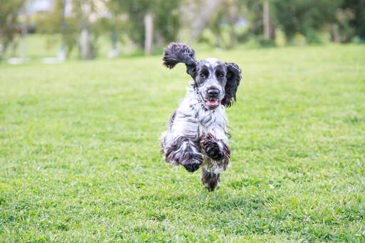 Ein wunderschöner, schwarz-weißer englischer cockerspaniel, der auf hochtouren läuft