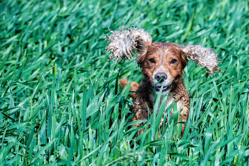 Ein englischer cockerspaniel springt durch das hohe gras