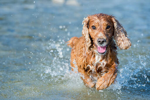 Ein englischer cockerspaniel genießt die bewegung im wasser