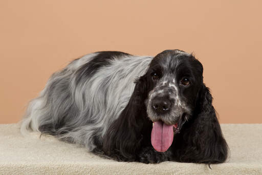 Ein englischer cockerspaniel mit einem schönen, langen, schwarz-weißen fell