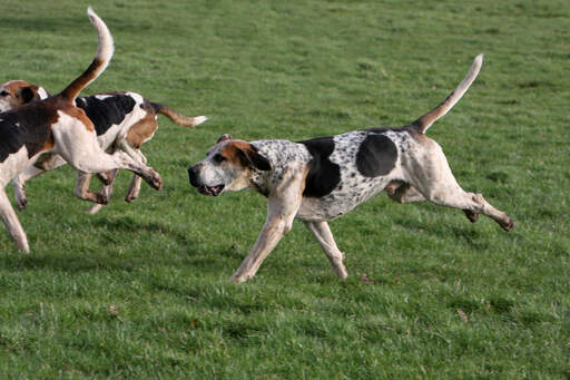 Ein grosser englischer foxhound mit muskulösem körper und tollem geruch