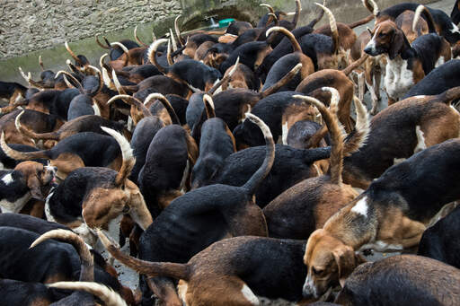 Eine meute englischer foxhounds