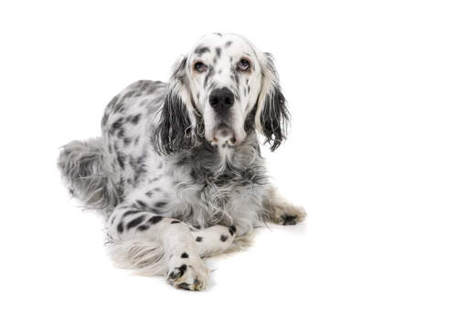 Ein ausgewachsener english setter mit einem schönen, dichten, schwarz-weißen fell