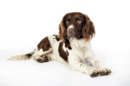 Ein wunderschöner englischer springer spaniel welpe mit einem sehr weichen fell