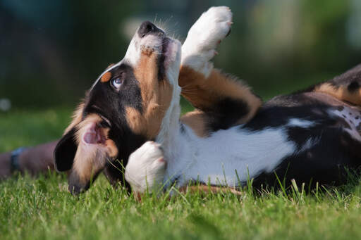 Ein wunderschöner kleiner entlebucher sennenhund welpe