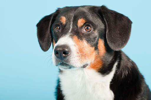 Eine nahaufnahme des schönen kurzen fells eines entlebucher sennenhundes