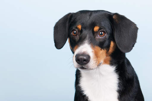 Eine nahaufnahme der unglaublichen kulleraugen eines jungen entlebucher sennenhundes