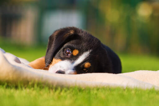 Ein wunderschöner kleiner entlebucher sennenhundwelpe liegt im gras