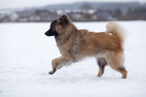 Ein gesunder erwachsener eurasier, der sich über die Snow