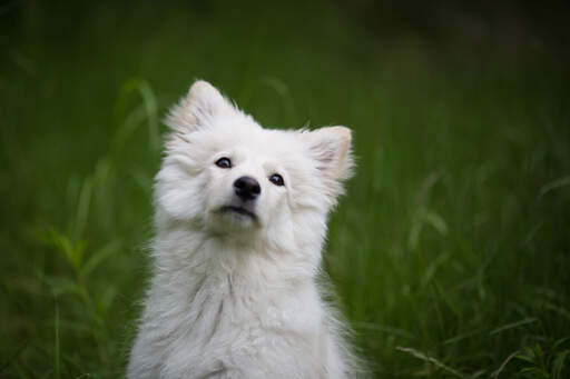 Ein schöner finnischer lapphund mit einem dichten, weichen, weißen fell