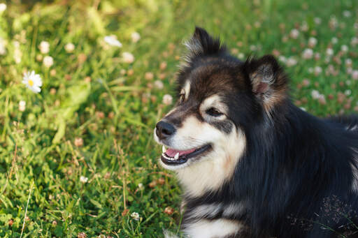 Eine nahaufnahme der wunderschönen spitzen ohren eines finnischen lapphunds