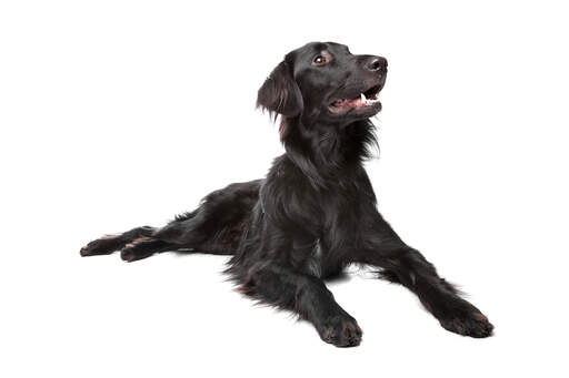 Ein gesunder, junger flat coated retriever mit schönem langen fell