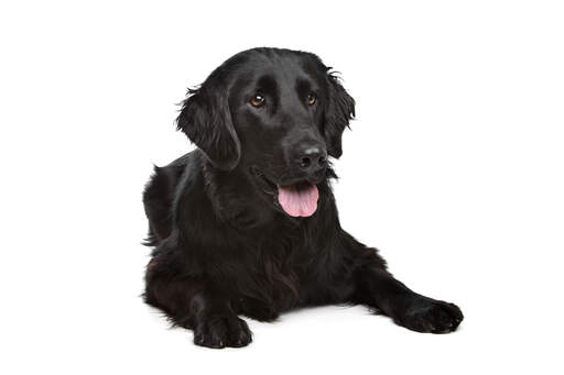 Ein junger erwachsener flatcoat-retriever mit einem dichten, weichen fell