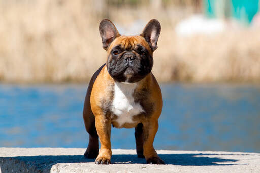 Eine gesunde erwachsene französische bulldogge mit kurzem, stämmigem körper und aufrechten ohren