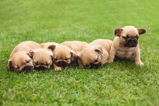 Fünf wunderschöne kleine französische bulldoggenwelpen liegen zusammen im gras