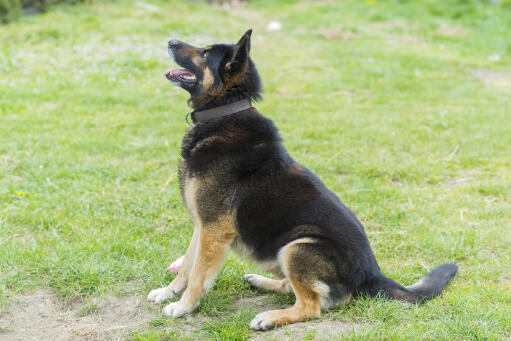 Ein deutscher schäferhund, der geduldig auf eine reihe von befehlen wartet