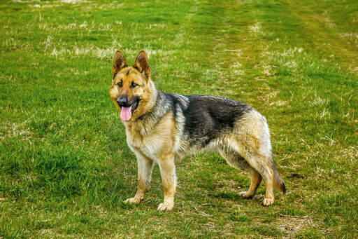 Ein gesunder erwachsener deutscher schäferhund, der aufrecht steht und auf ein kommando wartet