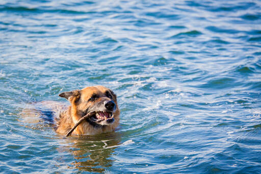 Ein wunderbarer deutscher schäferhund holt einen stock aus dem wasser