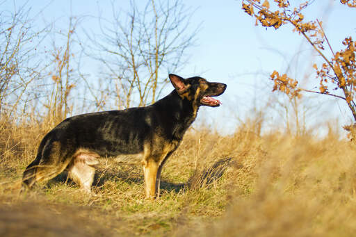 Der wunderbare, lange und muskulöse körper eines erwachsenen deutschen schäferhundes