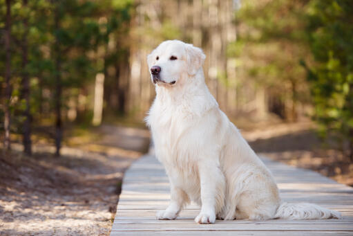 Ein wunderschöner Golden retriever, der brav sitzt und sein schönes fell zur schau stellt