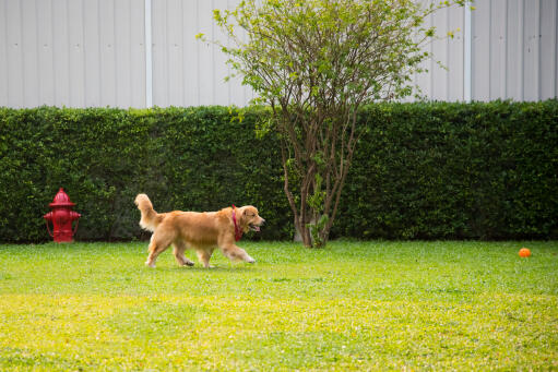 Ein gesunder erwachsener Golden retriever spielt mit seinem ball im garten