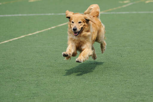 Ein wunderbarer erwachsener Golden retriever, der mit vollem tempo läuft