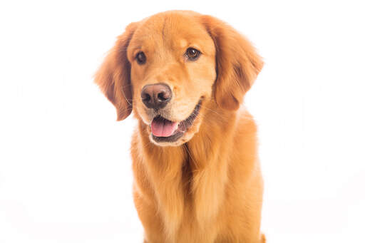 Ein junger Golden retriever welpe mit einem schönen weichen fell