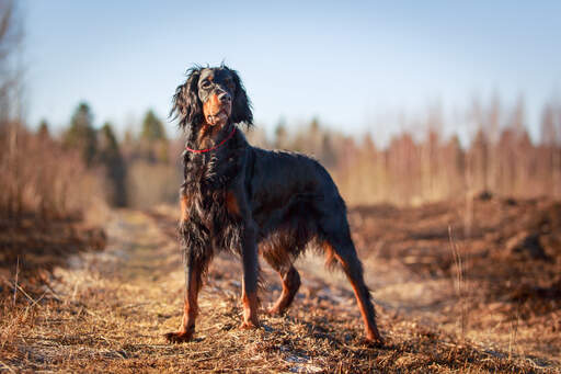 Ein Gordon setter, der aufrecht steht und seinen unglaublichen körperbau zur schau stellt