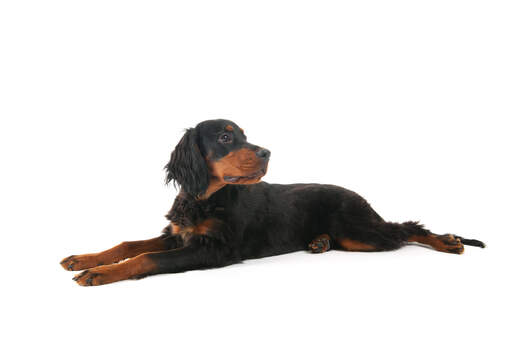 Ein schöner junger Gordon setter welpe, der seine hinterbeine spreizt