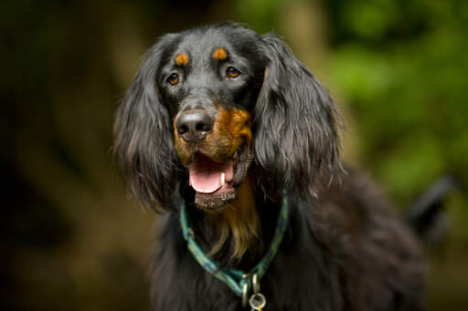 Eine nahaufnahme der schönen langen ohren eines Gordon setters