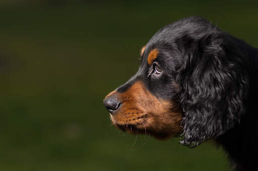 Eine nahaufnahme der schönen augen und weichen ohren eines Gordon setter welpen