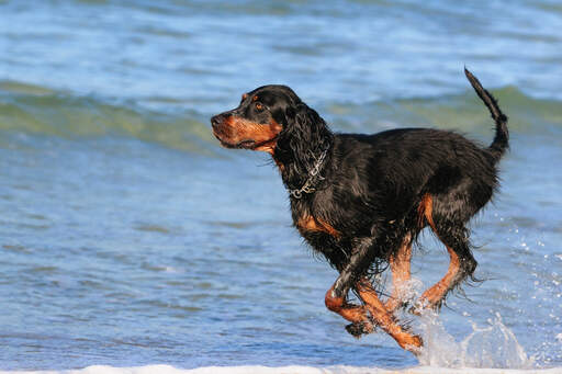 Ein schöner ausgewachsener Gordon setter, der durch das wasser springt