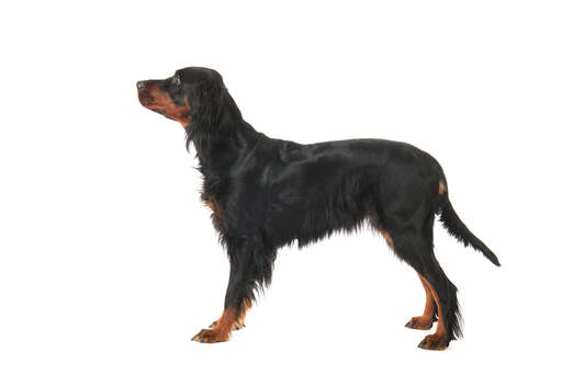 Ein junger Gordon setter welpe hat einen schönen, langen körper