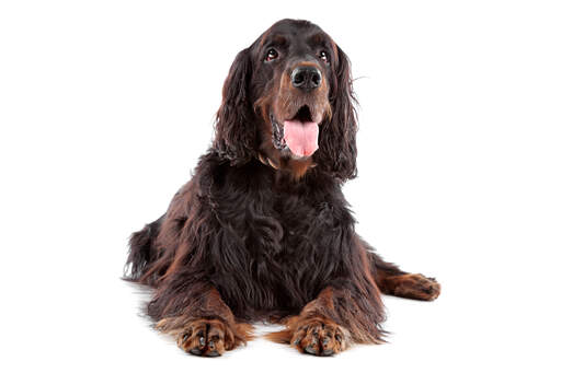 Ein erwachsener Gordon setter mit langem dichten fell und schlappohren