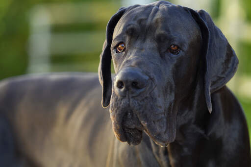 Eine nahaufnahme des schönen, dichten, schwarzen fells einer deutschen dogge