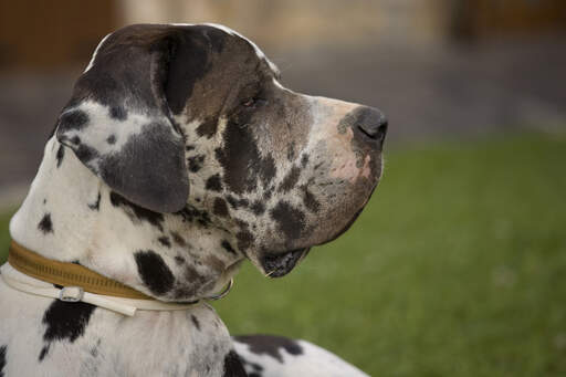 Eine nahaufnahme des schönen, männlichen gesichts einer gefleckten deutschen dogge