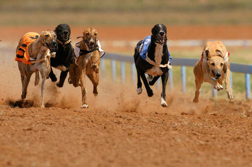 Fünf renn-windhunde, die mit vollem tempo laufen