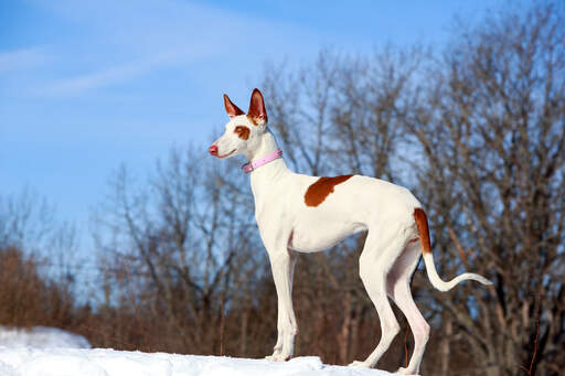 Ein schöner ibizenkischer jagdhund auf der Snow