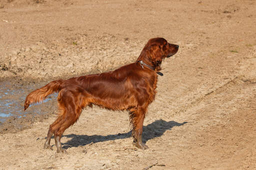 Ein junger, erwachsener irish setter genießt die bewegung im freien