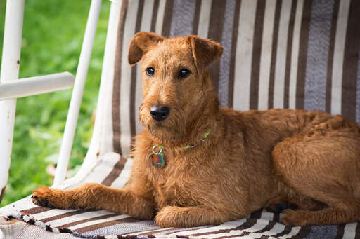 Ein kleiner irischer terrier, der sich auf einem stuhl ausruht